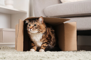 Wall Mural - Cute cat sitting in overturned cardboard box at home