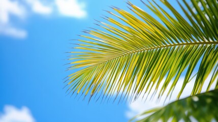 Wall Mural - A detailed close-up of a vibrant palm leaf set against a bright blue sky, showcasing nature's beauty and intricate leaf textures.