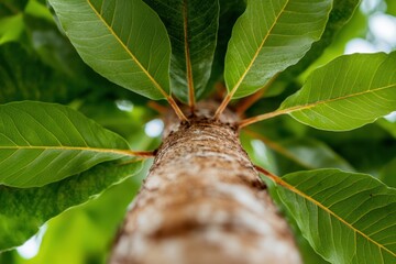 Poster - Biomimetic Nature Upward Perspective of Vibrant Tree Canopy - Eco-Conscious Design, Sustainability Insights and Environmental Innovation Narrative