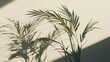 © atm - Plant casting shadows on a white wall indoors peacefully