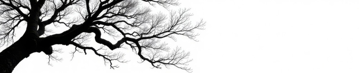 intricate, dark silhouette of gnarled branches against pure white , nature, abstract, backdrop