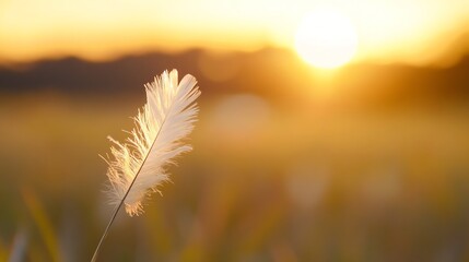 Leinwandbilder - Delicate Feather Against Backdrop of Soft Sunrise Light : Generative AI