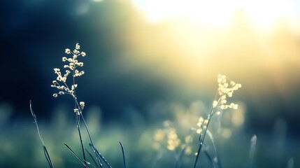 Poster - Delicate Grass with Dew in Soft Sunrise Light Creating a Dreamy Atmosphere : Generative AI