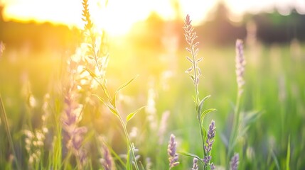 Poster - Beautiful sunset over a field of lavender flowers glowing in the warm light of golden hour : Generative AI