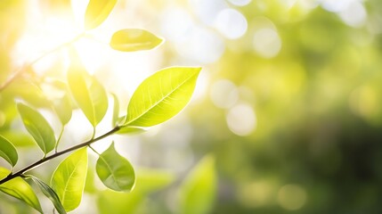 Fototapete - Bright Sunlight Filtering Through Lush Green Leaves In Serenity Of Nature : Generative AI