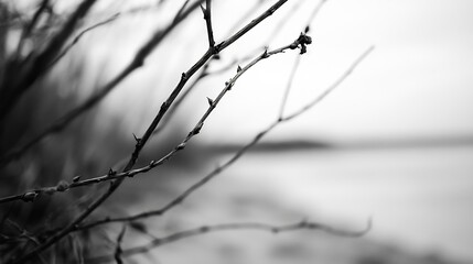 Aufkleber - Delicate and artistic black and white photograph of bare branches against a soft tranquil backdrop : Generative AI
