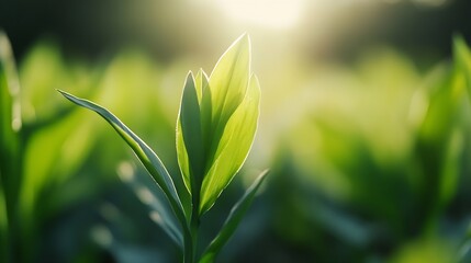 Poster - Close Up of Lush Green Leaves Against a Soft Blurred Background of Nature : Generative AI