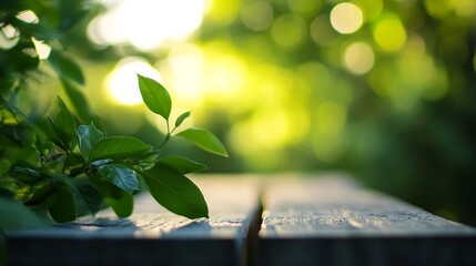 Fototapete - Lush Green Leaves on a Wooden Plank with Soft Sunlight in a Natural Setting : Generative AI