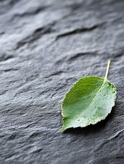 Poster - Fresh green leaf placed on textured dark stone showcasing natural beauty and simplicity : Generative AI