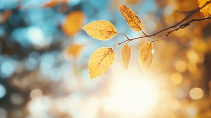 Poster - Golden autumn leaves against a bright sun shining through branches creating a warm seasonal atmosphere : Generative AI