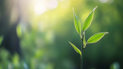 Aufkleber - Delicate Green Bamboo Leaves Emerging from Soft Focus Background in Nature's Serenity : Generative AI