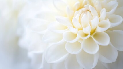 Poster - Delicate white flower close up revealing elegance and natural beauty : Generative AI