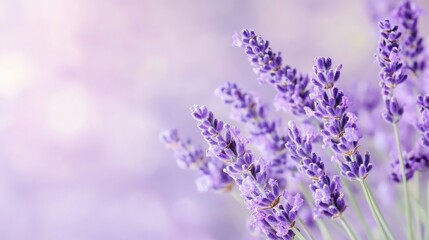 Aufkleber - Beautiful Lavender Flowers in Soft Focus with Dreamy Background : Generative AI