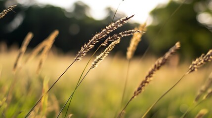Fototapete - Beautiful Golden Grass Swaying in the Gentle Breeze at Sunset in a Scenic Field : Generative AI