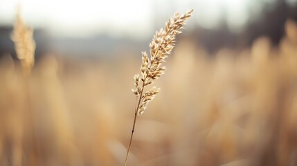 Poster - Closeup of a golden grass spike swaying in the gentle breeze during autumn season : Generative AI