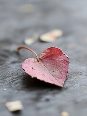 Poster - Dried heart shaped leaf lying on dark stone surface showcasing natural beauty and texture : Generative AI