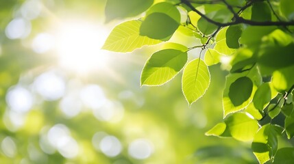 Poster - Closeup of lush green leaves illuminated by sunlight creating a vibrant and refreshing atmosphere : Generative AI
