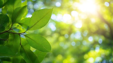 Poster - CloseUp of Fresh Green Leaves Bathed in Soft Sunlight in a Lush Garden : Generative AI