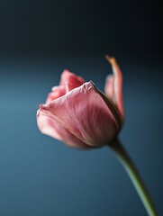 Poster - Beautiful single pink tulip flower against a dark background showcasing delicate petals and elegant form : Generative AI