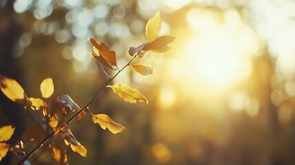 Aufkleber - Beautiful golden leaves glowing in sunlight during autumn in a serene forest : Generative AI