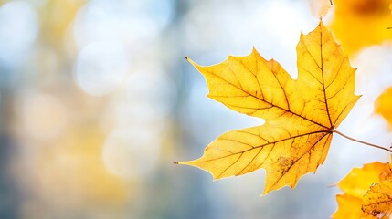 Poster - Beautiful vibrant yellow maple leaf hangs delicately against a blurred background in autumn season : Generative AI