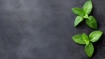 Poster - Fresh green mint leaves arranged beautifully on a dark textured surface : Generative AI