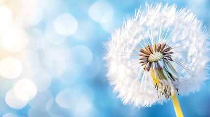Fototapete - Beautiful Dandelion Seed Head Blowing in the Gentle Breeze Against a Soft Blue Background : Generative AI