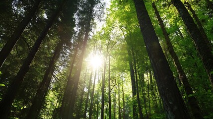 Poster - Majestic sunlight filtering through tall trees in a lush green forest creating breathtaking scenery : Generative AI
