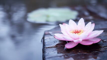 Poster - Beautiful Pink Lotus Flower on Water Surface with Droplets Glimmering Reflections : Generative AI