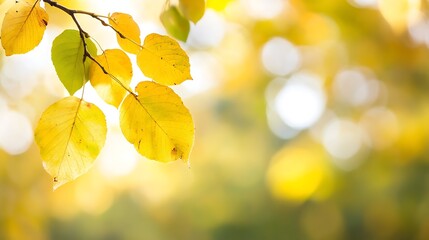 Leinwandbilder - Beautiful Autumn Leaves with Soft Focus and Warm Colors in a Natural Setting : Generative AI
