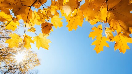 Poster - Bright yellow maple leaves against a clear blue sky in a vibrant autumn setting : Generative AI