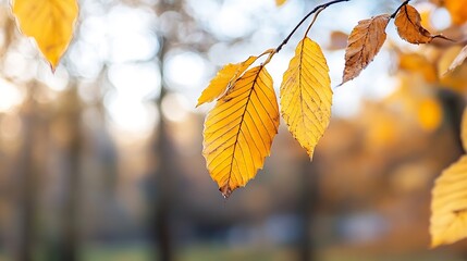 Poster - Closeup view of vibrant yellow leaves on a branch with a blurred background of autumn trees and sunlight : Generative AI