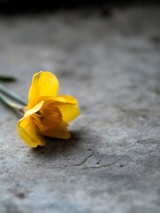 Poster - Delicate yellow flower on a textured surface showcasing natural beauty and detail in nature : Generative AI