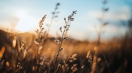 Poster - Golden grass swaying gently in the warm sunlight during a tranquil sunset : Generative AI