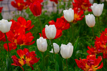 Wall Mural - Sultanahmet Square Tulip Festivals take place every year in April