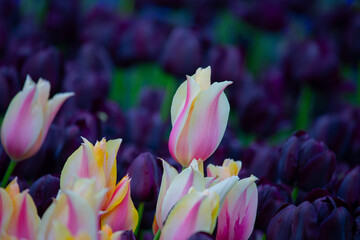 Wall Mural - Sultanahmet Square Tulip Festivals take place every year in April