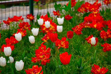 Wall Mural - Sultanahmet Square Tulip Festivals take place every year in April