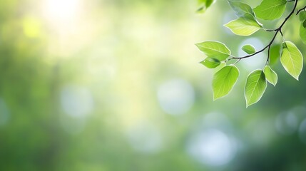 Poster - Delicate green leaves illuminated by soft natural light creating a fresh and vibrant atmosphere : Generative AI