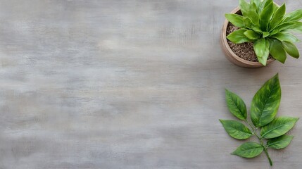 Leinwandbilder - Stylish Indoor Scene Featuring Potted Plant on Grey Surface with Leaves and Soft Natural Light : Generative AI