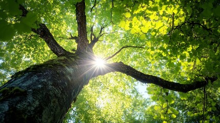 Wall Mural - Sunlight Streaming Through Leaves of a Majestic Tree Creating a Beautiful Natural Glow : Generative AI