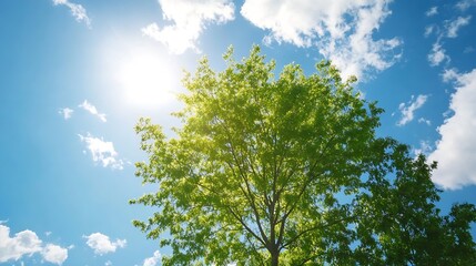 Wall Mural - Beautiful Green Tree Under Bright Blue Sky and Sunlight : Generative AI