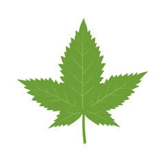 Simple flat 2D icon nettle leaf isolated on blue background, vector, flat design, animation design, animation design, simple flat 2D icon, clipart