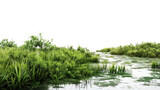 Lush vegetation growing in swampy wetlands with transparent background