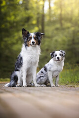 border collie dogs in the park