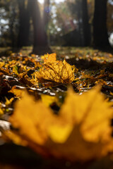 Wall Mural - sunny day in the park during the autumn leaf fall