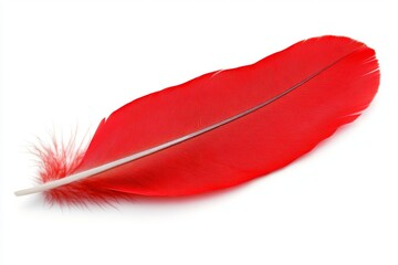 Poster - A vibrant red feather, symbolizing the intensity and passion of love, set against an isolated white background for easy cut-out. The feather is depicted in high resolution with intricate details