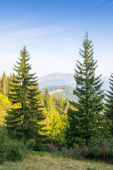 Wall Mural - mountain summer landscape. beautiful view. fir trees near the grassy meadow with forest on hillside 