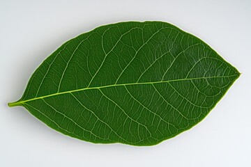 Wall Mural - Eusocial olive leaf, isolated on a white background