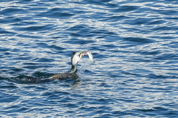 Poster - cormorant in a sea