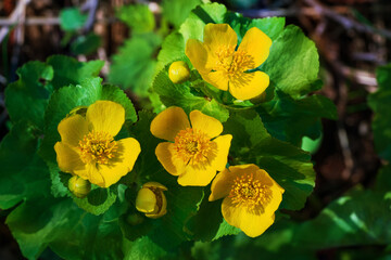 Flowering Marsh Marigold. Caltha palustris, kingcup.